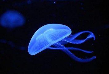 Que tipos de águas-vivas? As principais variedades de medusas marinha e de água doce