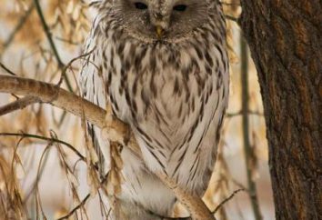 owl Ural: description, contenu, hiboux alimentation