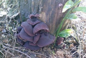 champignons noirs – comestibles, mais pas de champignons très populaires