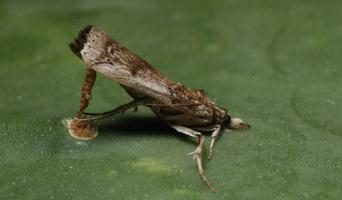 Moth on pera: come trattare con essa. Il processo del soffiatore?