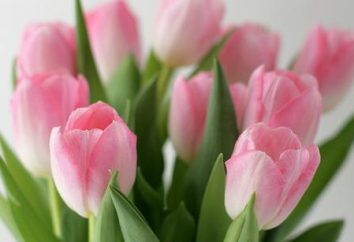 Quali condizioni sono tenuti ad avere tulipani lungo resistito fresca?
