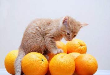 Las mejores vitaminas para gatos
