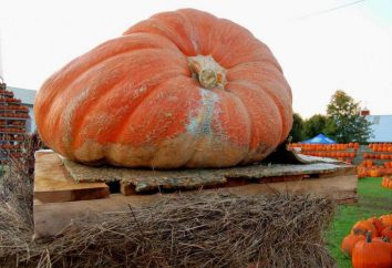 Pumpkin Candy: una descripción de la variedad y comentarios
