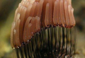 Mushroom Plasmodium: Foto und Beschreibung