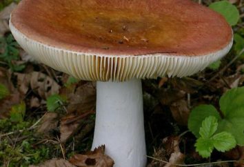 Interpretación de los sueños: Lo que Mushroom sueña