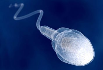 Ile lat obecności spermy u chłopców