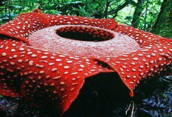 Rafflesia (fiore): descrizione e foto