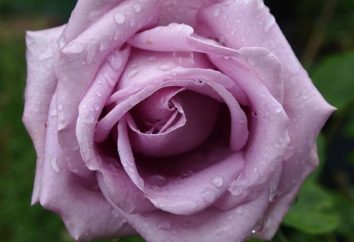 Wspinaczka róża Indigoletta: sadzenie i pielęgnacja