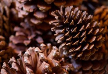 A decoração dos cones: a idéia de uma master class. Artesanato de cones para o Ano Novo