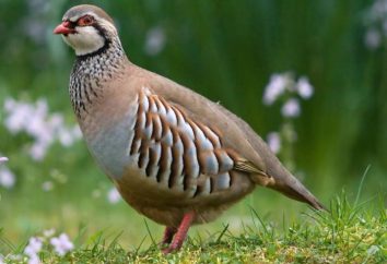 Partridge, quel genre d'oiseau, où elle vit et de quoi manger?