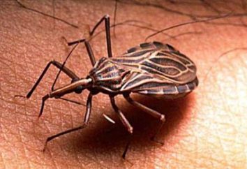 Como perigosa é a doença de Chagas? Causas, sintomas, diagnóstico e tratamento
