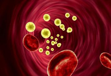 Cholesterin im Blut: die Rate für Frauen und Männer