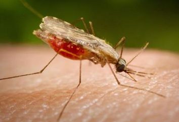 E 'vero che la zanzara anofele – grande?