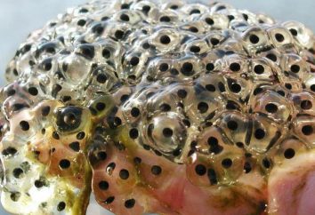Żaba jaja: delikatność, medycyna i koral