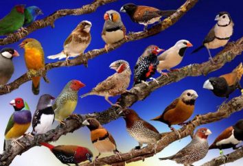 Las razas más conocidas de las aves de corral: Características y hechos interesantes