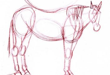 Wie ein Pferd mit einem einfachen Bleistift zeichnen