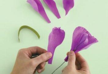 Irises papier ondulé: une classe de maître et recommandations