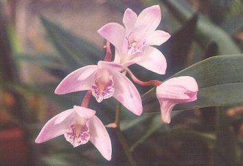 As mais belas orquídeas: Descrição