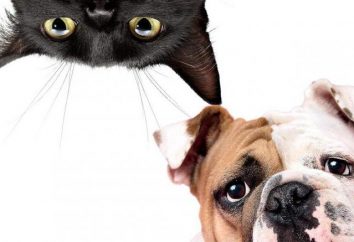 "Bosque" – un collar para perros y gatos: características y comentarios