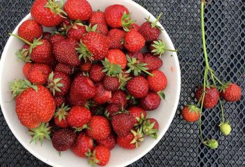 Erdbeeren „Bogota“: Beschreibung der Sorte, Fruchteigenschaften, Anbau und Bewertungen