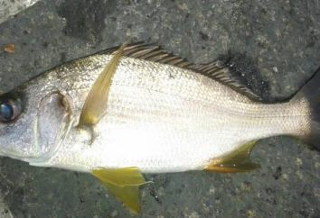 Prostipoma – peixe incomum: descrição, características, preparação