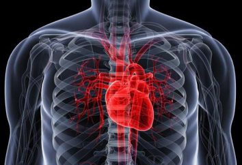 Inervação do coração. Anatomia clínica do coração