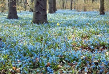 Bluebell fiore: crescita, descrizione