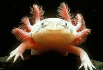 Axolotl: mantenimiento y cuidado, la descripción, la alimentación