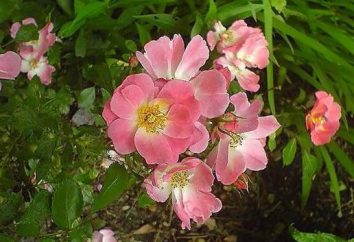 Gojenie Owoce dzikiej róży: użytecznych właściwości i przeciwwskazania