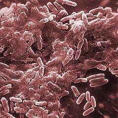 Bactériophages – … ou quelques mots sur Virologie