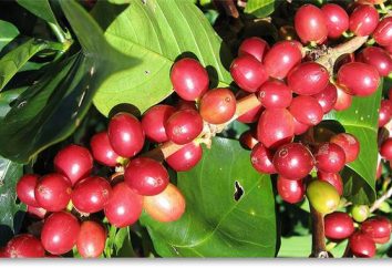 Coffee Maragodzhip Nicaragua – ein Getränk, das Sie überraschen wird