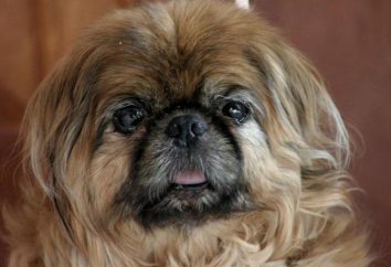 Królewski pekińczyk opis rasy, charakter i cechy treści. Companion Dog