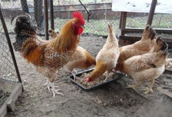 Tsarskoselskaya race des poulets: description, caractérisation et commentaires