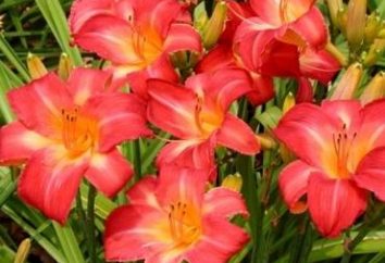 Pytanie doświadczony kwiaciarnia, dlaczego nie kwitnienie DAYLILIES?