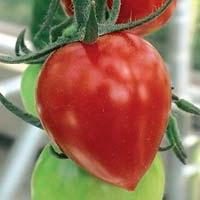Pomodoro – una bacca o è un vegetale?