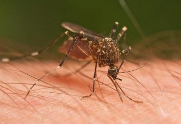 Big moustiques: Est-ce que ces insectes sont dangereux