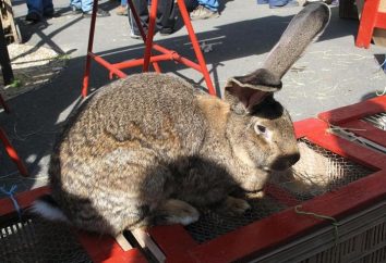 Flandes conejos gigantes – Animales