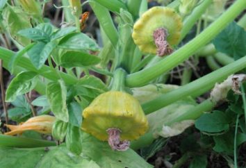 Jak sadzić nasiona w squasha w otwartym terenie