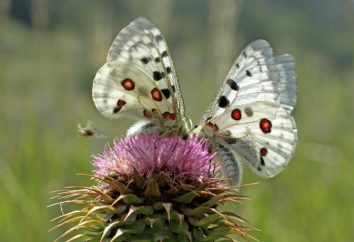Apollo borboleta: fatos interessantes e uma descrição do