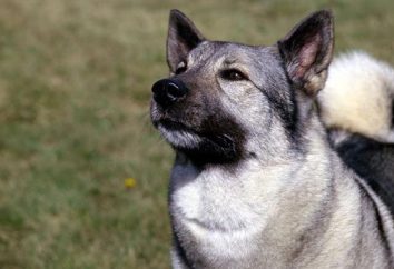 Pies rasy elkhund szary: charakter, moc, kolor i hodowców opinie