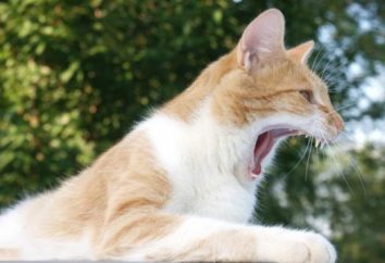 Wścieklizna u kotów: objawy i potrzebę zapobiegania
