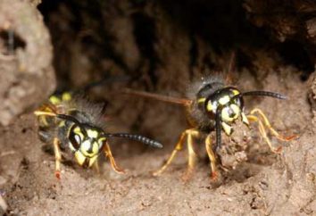 Erdbewegung Wespen: Wie loswerden? Die Mittel des Kampfes gegen irdenen Wespen