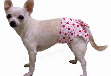 Quel est le oestrus chez les chiens? La fréquence et la durée du phénomène
