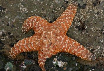 Come e cosa mangiare stelle marine: caratteristiche, descrizioni e curiosità