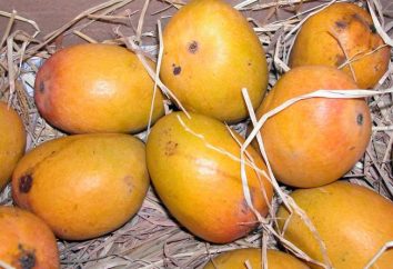 Vamos a participar en exóticos: cómo comer mango