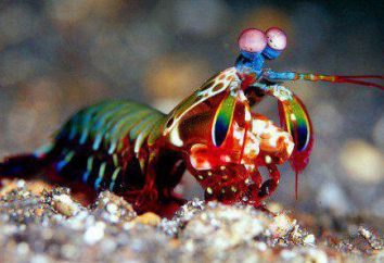 Mantis-krewetki: fotografia, udarność