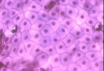 Biología: tela – un grupo de células que son similares en estructura y función