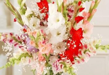 Warmes Herz und Seele – gibt Blumenstrauß von Gladiolen!