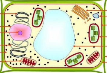 Vacuole: la structure et la fonction des organites dans les cellules de plantes et d'animaux