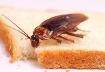 Come sbarazzarsi di scarafaggi una volta per tutte? Buon consiglio